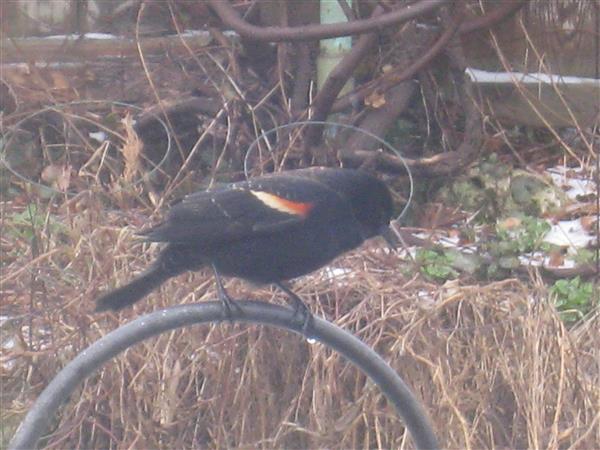  Red-WInged Blackbird 